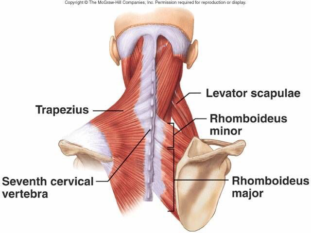 Trapezius muscle pain & trigger points